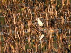 Himantopus himantopus