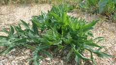 Eryngium campestre
