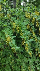 Berberis vulgaris
