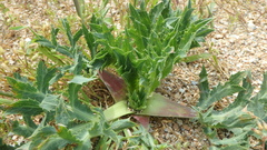 Eryngium campestre