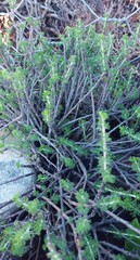 Pelargonium karooicum