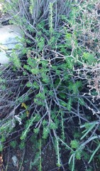 Pelargonium karooicum