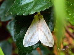 Lemyra rhodophilodes