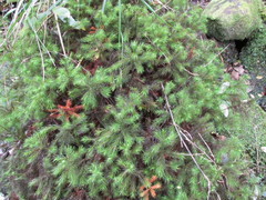 Dendroligotrichum tongariroense