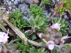 Thymus caespititius