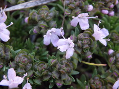 Thymus caespititius