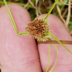 Cyperus metzii