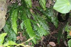 Blechnum norfolkianum