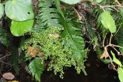 Blechnum norfolkianum