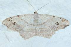 Macaria aequiferaria