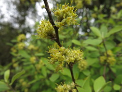 Olearia fragrantissima
