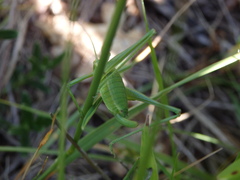 Odontura macphersoni