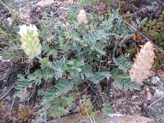 Astragalus lupulinus