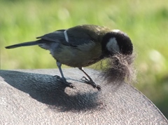 Parus major