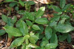 Zanthoxylum nitidum