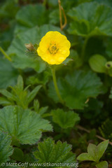 Geum calthifolium