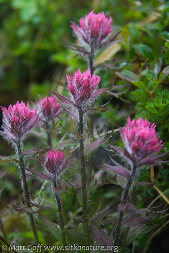 Castilleja parviflora var. parviflora