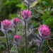 Small-flower Indian-Paintbrush - Photo (c) M. Goff, some rights reserved (CC BY-NC-SA), uploaded by M. Goff