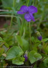 Viola langsdorffii