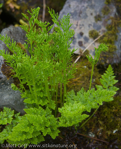 Sitka rockbrake (Cryptogramma sitchensis)