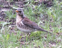 Turdus pilaris
