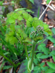 Thalictrum coriaceum