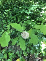 Callirhytis seminator