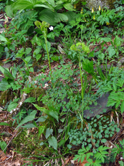 Thalictrum coriaceum