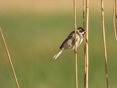 Emberiza pallasi