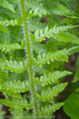 Oreopteris quelpartensis