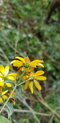 Verbesina liebmannii