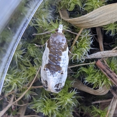 Henricus fuscodorsana