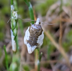 Henricus fuscodorsana