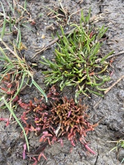 Puccinellia maritima