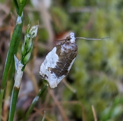 Henricus fuscodorsana