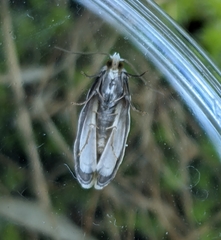 Henricus fuscodorsana