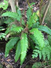 Blechnum norfolkianum