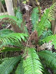 Blechnum norfolkianum