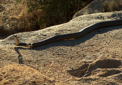 Dendroaspis polylepis