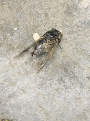 Cryptotympana facialis