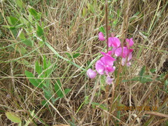 Lathyrus