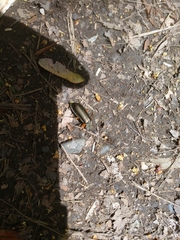 Pomphopoea