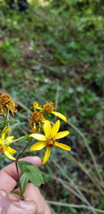 Verbesina liebmannii