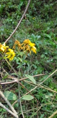 Verbesina liebmannii