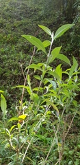 Verbesina liebmannii