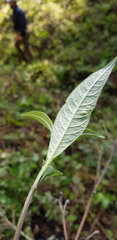 Verbesina liebmannii