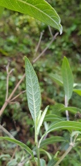Verbesina liebmannii
