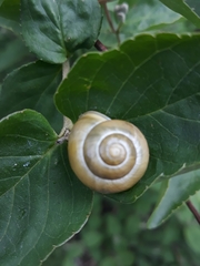 Cepaea hortensis