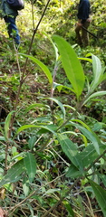Verbesina liebmannii