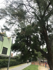 Tamarix gallica